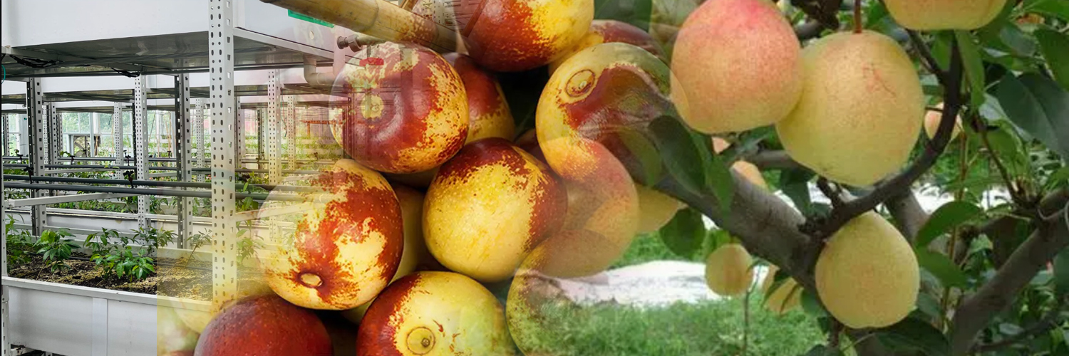 良种繁育与特色农产品种植加工产业集群 良种繁育与特色农产品种植加工产业集群